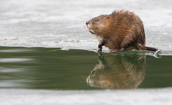 Muskrat-winter foraging from an opening in the ice